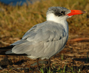 Caspian Tern 
&copy; Patrick Ingremeau