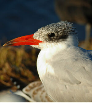 Caspian Tern 
&copy; Patrick Ingremeau