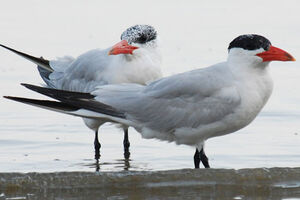 Caspian Tern 
&copy; Patrick Ingremeau