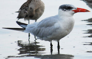 Caspian Tern 
&copy; Patrick Ingremeau