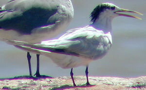 Cayenne Tern