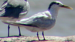 Cayenne Tern