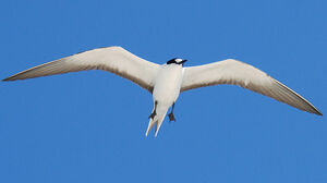 Sooty Tern