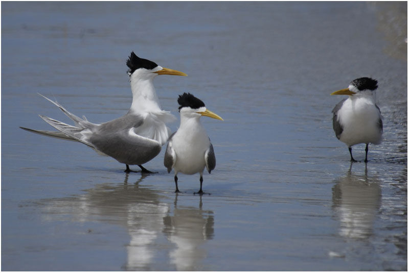 Greater Crested Tern adult breeding