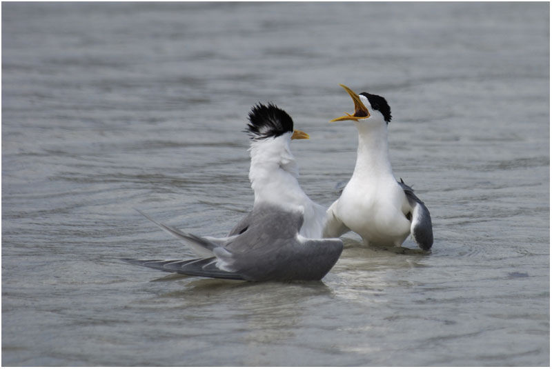 Greater Crested Tern adult breeding