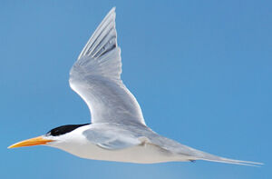 Lesser Crested Tern