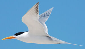 Lesser Crested Tern