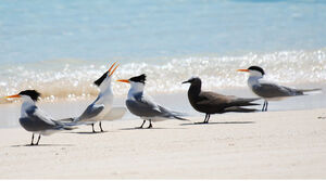 Lesser Crested Tern 
&copy; Patrick Ingremeau