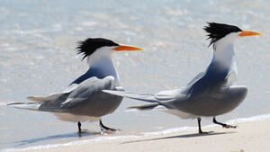 Lesser Crested Tern 
&copy; Patrick Ingremeau