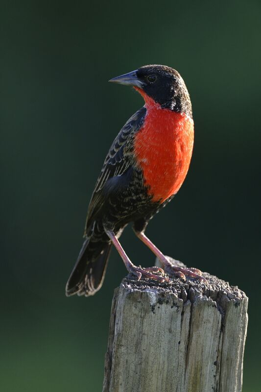 Red-breasted Meadowlark male adult