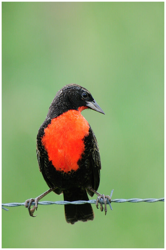Red-breasted Blackbirdsubadult