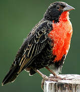 Red-breasted Blackbird