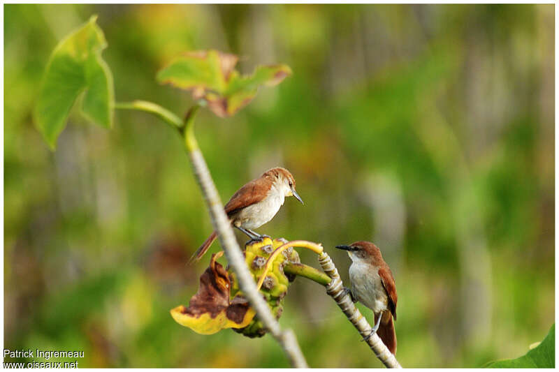 Yellow-chinned Spinetailadult, Behaviour