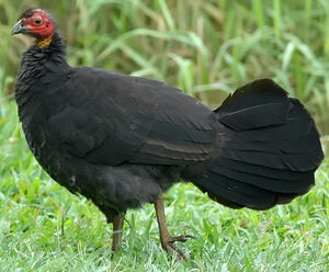 Australian Brushturkey