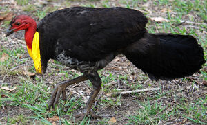 Australian Brushturkey