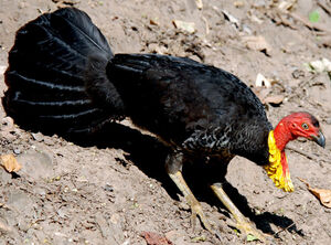 Australian Brushturkey