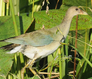 Purple Gallinule
