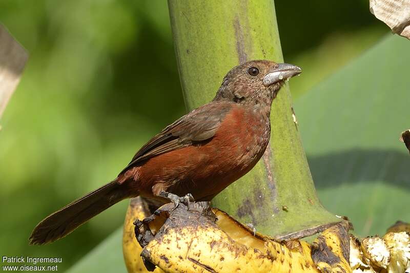 Silver-beaked Tanager female adult, eats