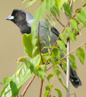 Black-faced Tanager