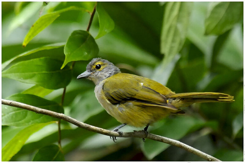 Fulvous-crested Tanager female adult