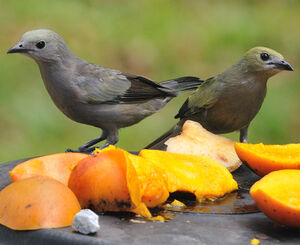 Palm Tanager