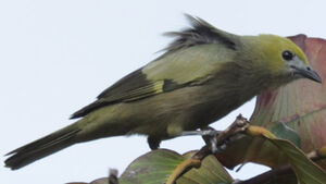 Palm Tanager