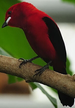 Brazilian Tanager