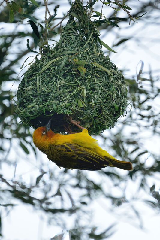 Cape Weaver male adult breeding, Reproduction-nesting