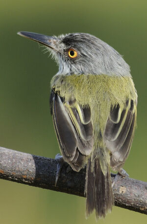Spotted Tody-Flycatcher