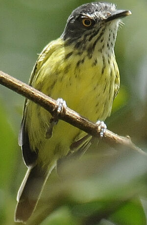 Spotted Tody-Flycatcher