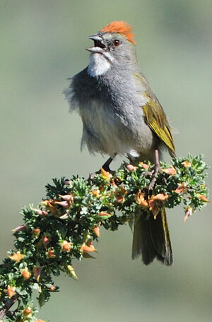 Green-tailed Towhee