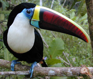 White-throated Toucan