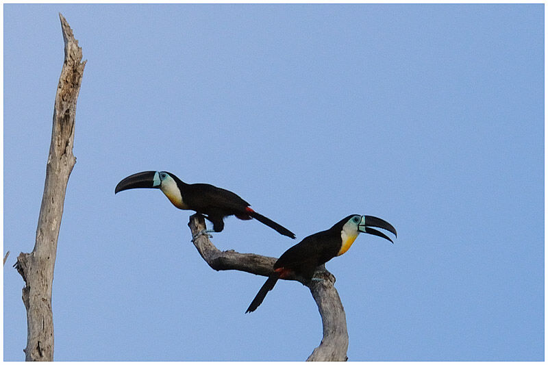Toucan ariel - Ramphastos vitellinus ariel