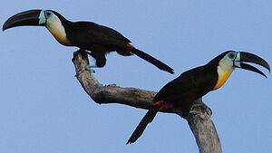 Toucan ariel