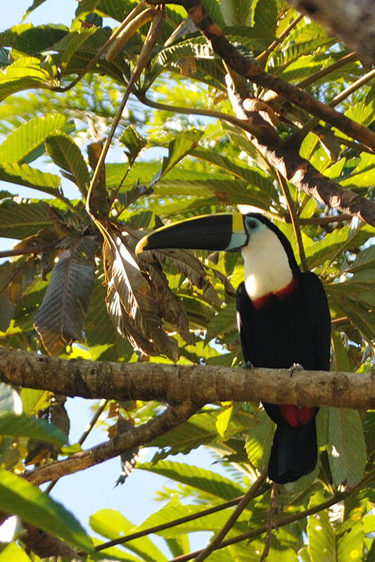 White-throated Toucan (cuvieri)adult, identification