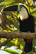 White-throated Toucan (cuvieri)