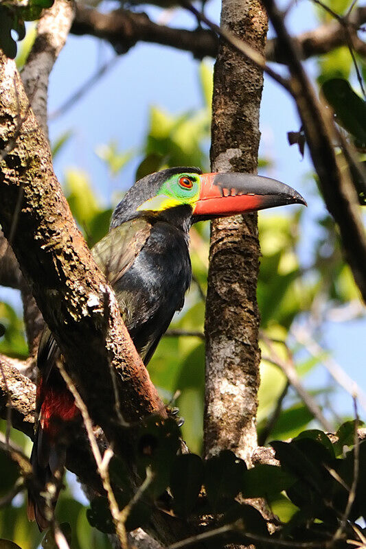 Guianan Toucanet male adult, identification