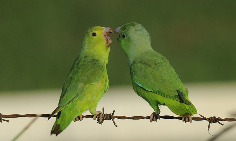 Green-rumped Parrotlet 