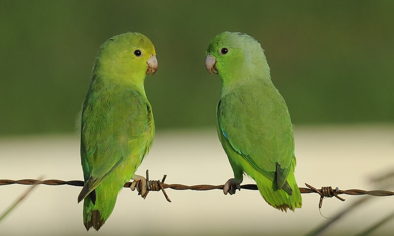 Green-rumped Parrotlet 