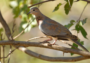 Laughing Dove