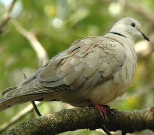 African Collared Dove