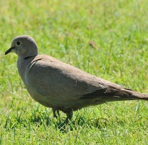 Eurasian Collared Dove 
&copy; Patrick Ingremeau
