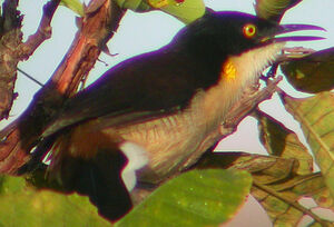 Black-capped Donacobius