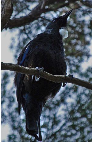 Tui cravate-fris�e