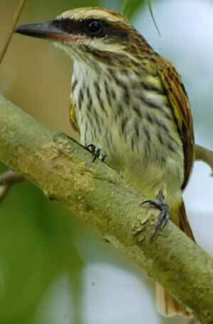 Streaked Flycatcher