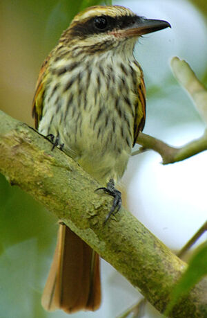 Streaked Flycatcher