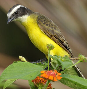 Rusty-margined Flycatcher
