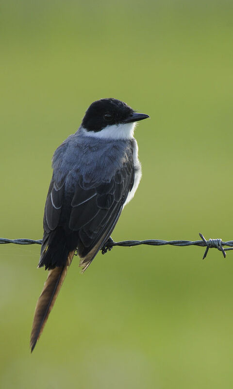 Fork-tailed Flycatcheradult post breeding