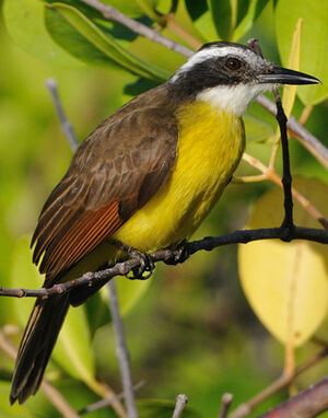 Lesser Kiskadee