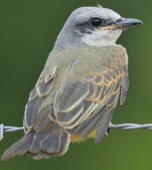 Tropical Kingbird